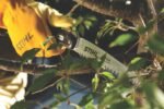 STIHL Astsäge PR 33 C – Bild 3